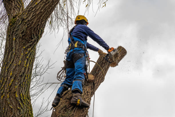 Professional  Tree Services in Bruce, MS