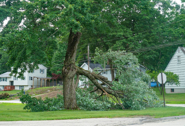 How Our Tree Care Process Works  in  Bruce, MS